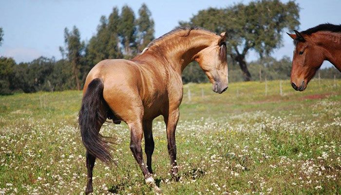 Etalons de pure race Etalons de pure race